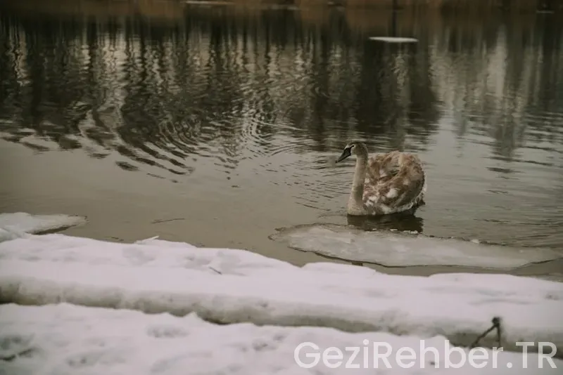 Uçsuz Bucaksız Villalar ve Resortlar