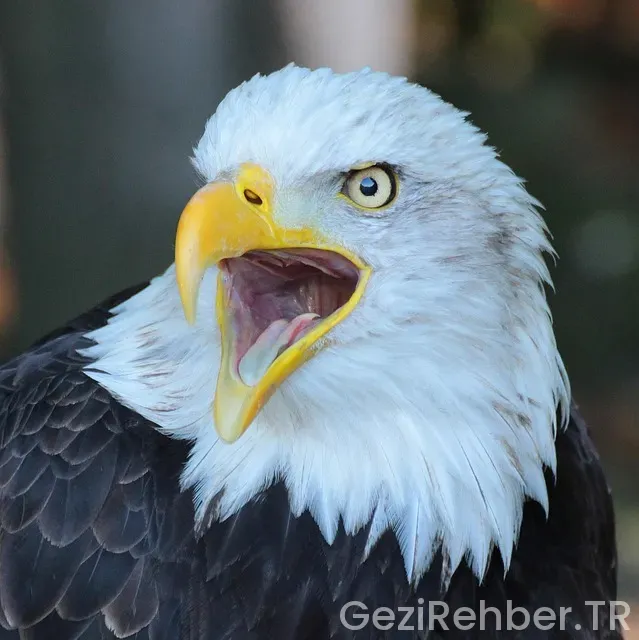 Uygun Apart Villalar