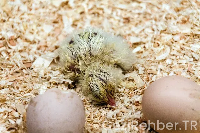 Valencia Gezi Rehberi