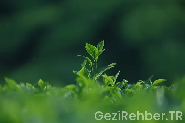 Vietnam kamboçya laos gezi notları