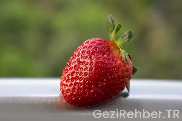 Viyana da nerede kalınır