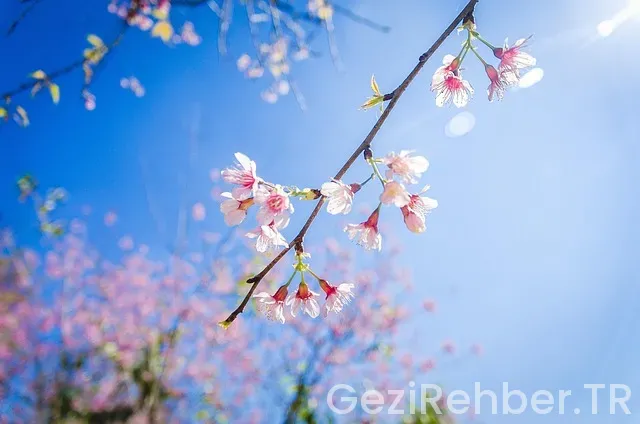 Viyana da nerede kalınır