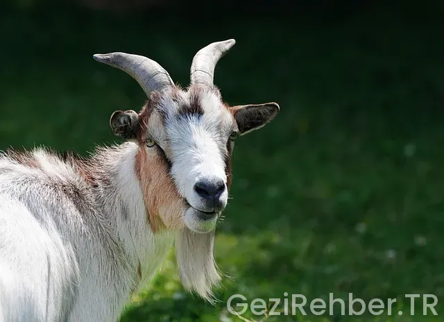 Vizesiz Yurtdışı Turları