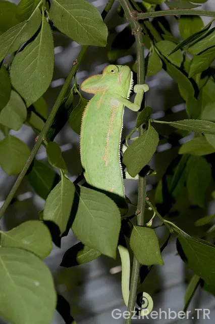 Yemen türkiye arası uçakla kaç saat