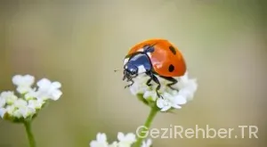 Yeşil Pasaport Nasıl Alınır?