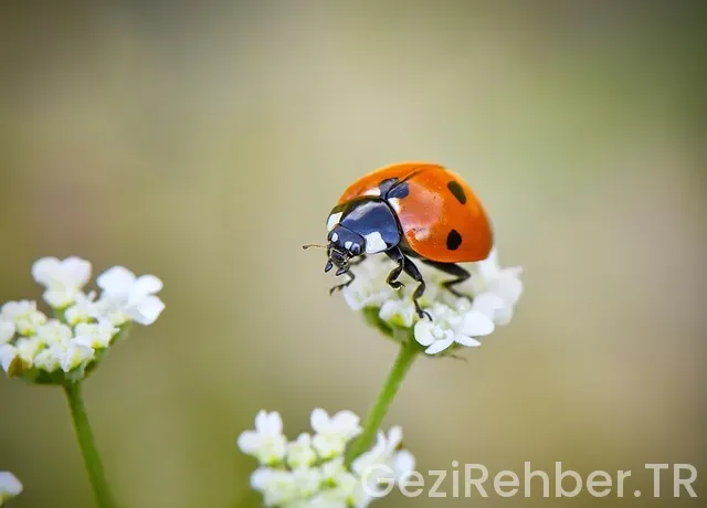 Yeşil Pasaport Nasıl Alınır?