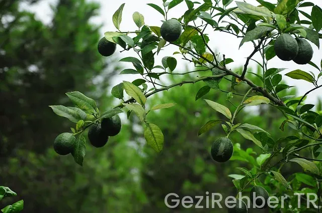 Yeşil Pasaport Nasıl Alınır?