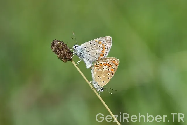 Yeşil Pasaport Nasıl Alınır?