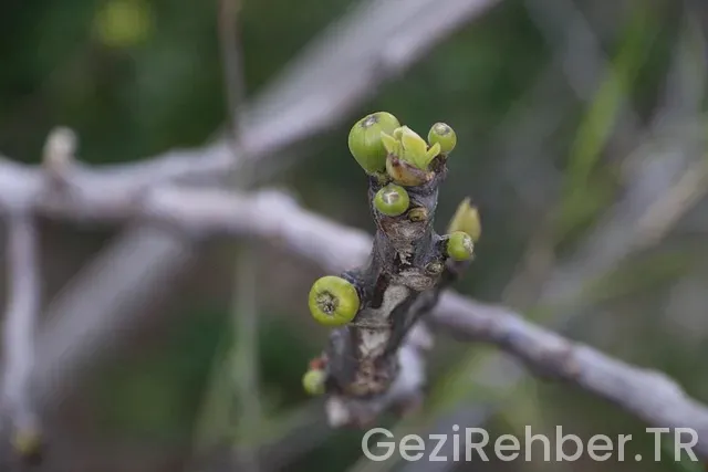 Yeşil Pasaport Nasıl Alınır?