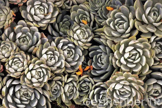 Yoldaş yol hikayeleri