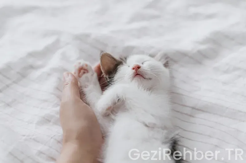 Yorulmayan Ayaklar için Kahvaltı Fikirleri Yorulmayan Ayaklar için Kahvaltı Fikirleri