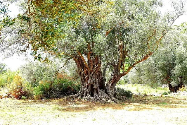 Yunanistan Gezi Turları