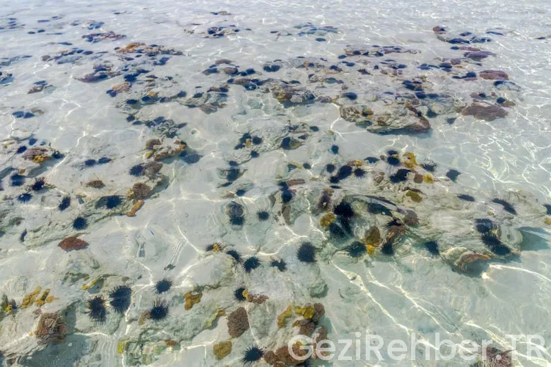 Zanzibar gezi rehberi