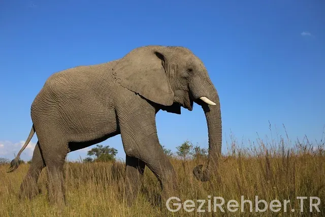 Zimbabwe türkiye uçakla kaç saat