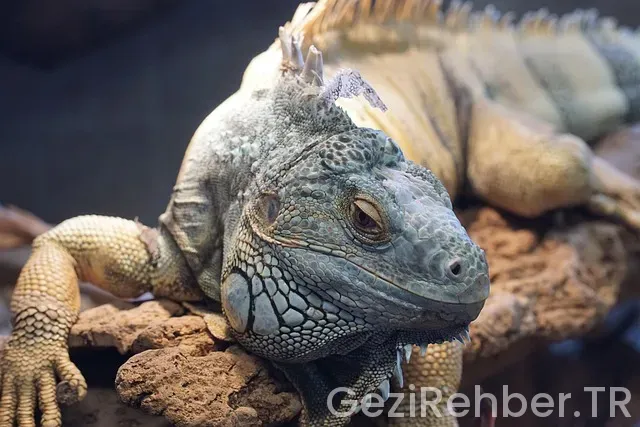 Zurich istanbul uçakla kaç saat