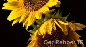 Afyon Gezi Fırsatları