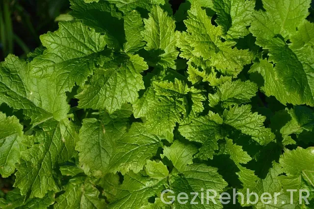 Ağrı Gezi Fırsatları