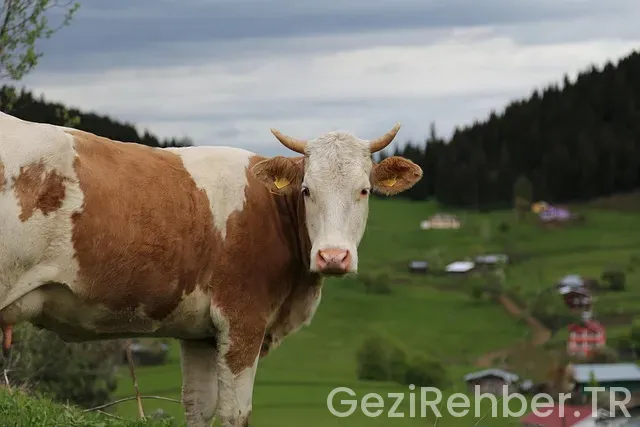 Artvin Gezi Fırsatları