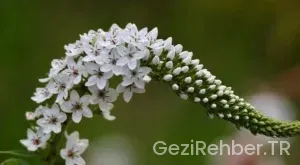 Bingöl Gezi Fırsatları