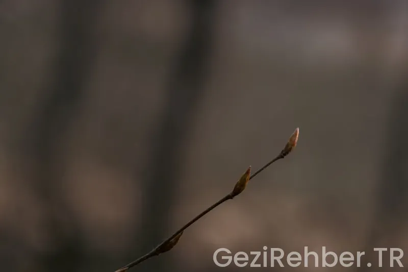 Kahramanmaraş Gezi Fırsatları