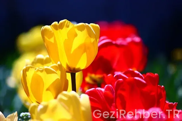 Konya Gezi Fırsatları