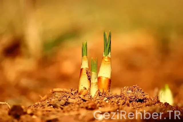 Konya Gezi Fırsatları