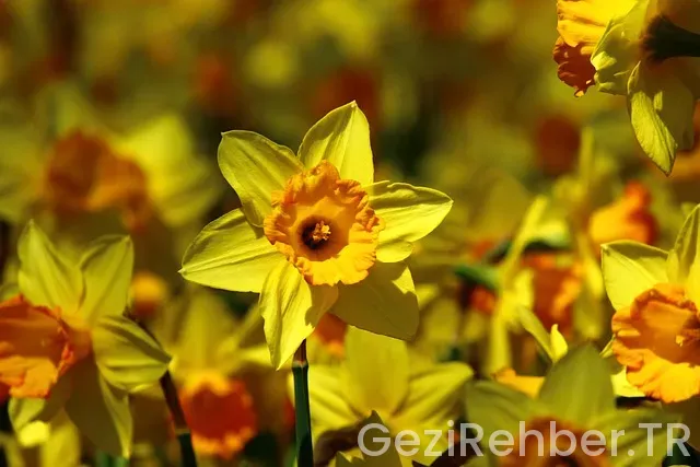 Konya Gezi Fırsatları