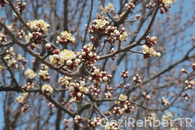 Malatya Gezi Fırsatları