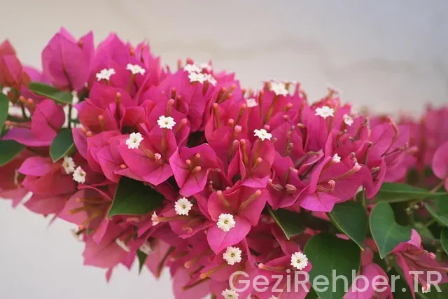 Muğla Gezi Fırsatları Muğla Gezi Fırsatları