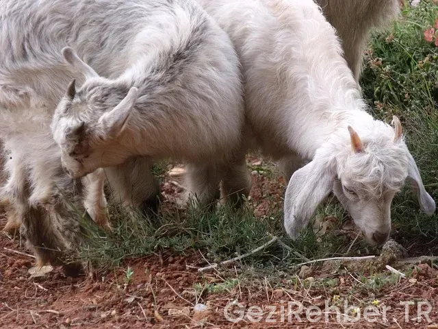 Muğla Gezi Fırsatları Muğla Gezi Fırsatları