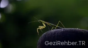 Ordu Gezi Fırsatları