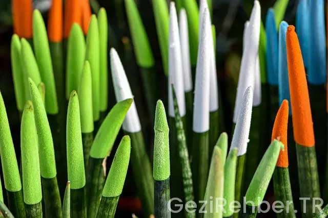 Ordu Gezi Fırsatları