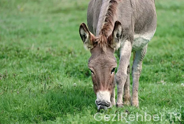 Ordu Gezi Fırsatları