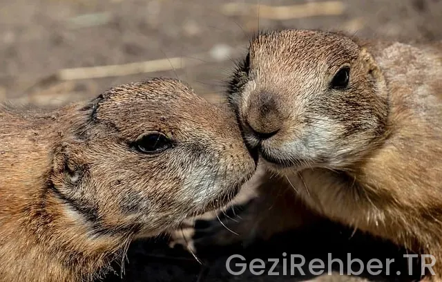 Ordu Gezi Fırsatları