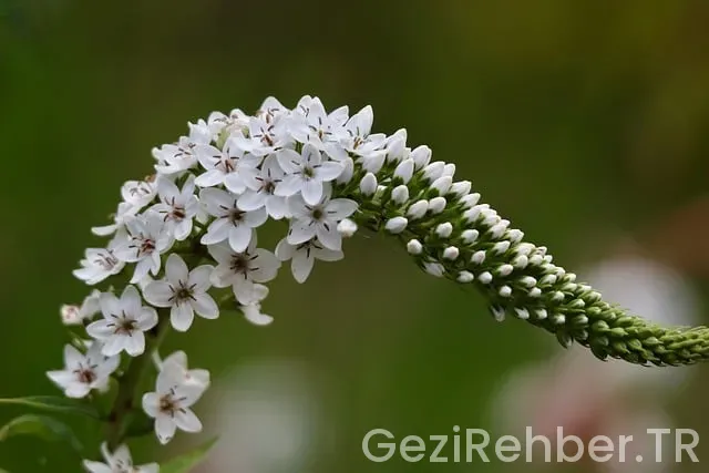 Siirt Gezi Fırsatları