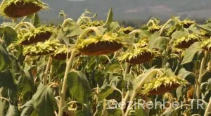 Tekirdağ Gezi Fırsatları