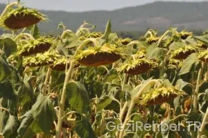 Tekirdağ Gezi Fırsatları