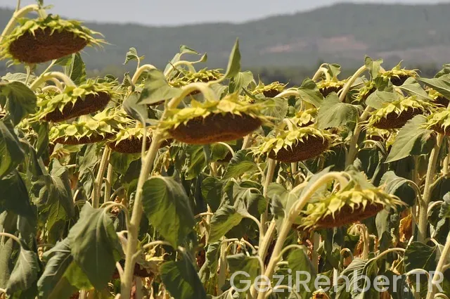 Tekirdağ Gezi Fırsatları