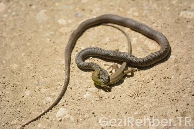 Tekirdağ Gezi Fırsatları